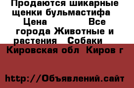 Продаются шикарные щенки бульмастифа › Цена ­ 45 000 - Все города Животные и растения » Собаки   . Кировская обл.,Киров г.